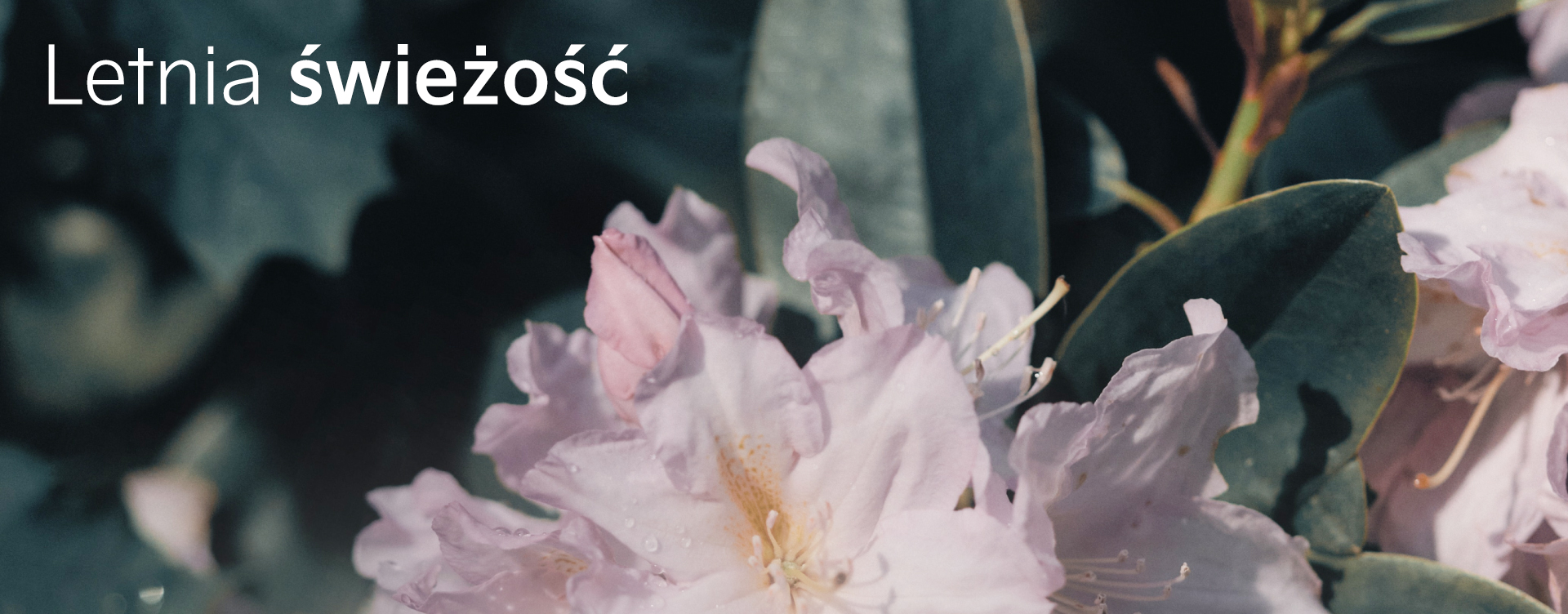 Lato świeżości